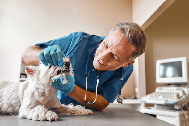 Best Emergency Dental Surgery in Emmaus, PA